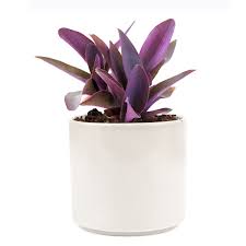 Image result for Tradescantia pallida