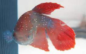 Does my betta have ich? White Spots On Betta Fish How To Treat Ich Disease Aquariumnexus