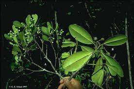 Image result for Clusiaceae