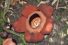 Rafflesia Arnoldii Endangered Endangered Species Weird Plants Corpse Flower Carnivorous Plants