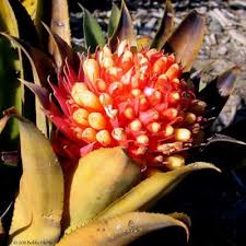 All flowers are hand delivered and same day delivery may be available. Laguna Beach Succulent