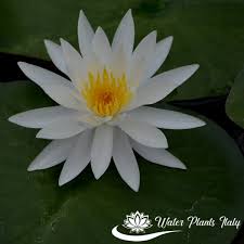 Jun 09, 2021 · in estate il parco giardino sigurtà affascina i visitatori grazie a coloratissime fioriture: Caroliniana Nivea Piante Acquatiche Water Plants Italy