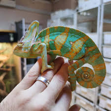 Quantity buying allows us to sell our vast selection of reptile supplies at unbelievably low prices. Exolife Asia Reptile Pet Store Bishkek Kyrgyzstan Facebook 332 Photos