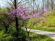 Check spelling or type a new query. Cercis Canadensis Wikipedia