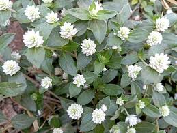 Image result for Gomphrena celosioides
