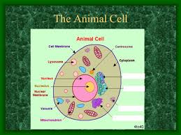 Check spelling or type a new query. Introduction To Cells The Animal Cell Ppt Download