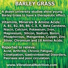 Barley Grass Benefits Barley Grass Barley Barley Nutrition