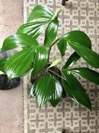 The Dragon Tail Plant Harmony Garden Centre Florist Blog Plants Dragon S Tail Plant Trailing Plants
