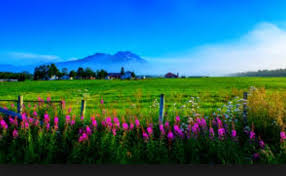 Selamat datang di atarvio wallpaper, ada yang bisa kami bantu? Wallpaper Pemandangan Alam Bergerak Nature Natural Landscape Meadow Grassland Flower 830850 Wallpaperuse