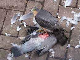 Macarbre Massacre In Suburban Garden Wildlife Insight