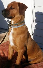 Pitbull Boxer Mix Black And Brown They Don T Want You To Have These Dog Ownership Secrets Check This Useful Article By Going To The Link At The Image Pitbull Boxer Mix Pitbull Mix Boxer Mix