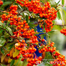 Image result for Pyrenacantha sp. A