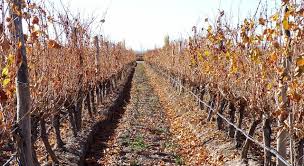 Zoe samuel 6 min quiz sewing is one of those skills that is deemed to be very. What Is Chile S National Red Wine Trivia Questions Quizzclub