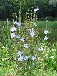 Chicory Perennial Wikipedia Shade Flowers Perennial Perennials Plants