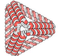 Image result for Ruspolia sp. no. 1 (Biegel 5407)