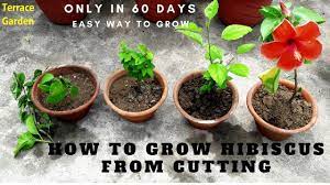 While you will have to wait a bit longer for the next flowers to form, it will often end up producing bigger, brighter, and more blooms on the hibiscus plant. How To Grow Hibiscus From Cuttings à¤— à¤¡ à¤¹à¤² à¤• à¤•à¤Ÿ à¤— à¤• à¤¸ à¤²à¤— à¤ Hindi Urdu Terrace Garden Youtube