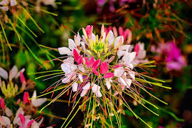 Image result for Cleome macrophylla