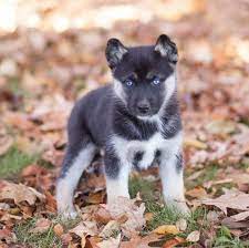 German shepherd husky mix for sale millersburg oh. German Shepherd Husky Mix Puppies For Sale In Pa Petsidi