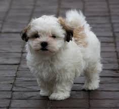 Still, none will have the stubby nose and bulging eyes of a shih tzu and long hair of a a maltese shih tzu puppy usually costs between $500 to $700. Maltese X Shih Tzu Designer Dogs Online