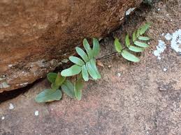 Image result for Pellaea dura