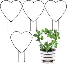 Is an evergreen vine from the australia/south asia area and has become naturalized as the shape of the leaves and the size of the two forms was quite different it took a while for botanists to conclude that they were the same species. Heart Garden Trellis For Climbing Plants12 Rust Free Vine Plant Metal Support Wire Modern Hoop Garden Heart Shaped Plant Stakes Buy Heart Garden Trellis For Climbing Plant Marker Stakes Plant Support
