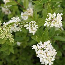 Unfortunately, the moniker japanese ligustrum has been used for ligustrum lucidum in many areas, and several of the photos here show that species japanese privet, waxleaf privet ligustrum japonicum is naturalized in texas and other states and is considered an invasive plant in texas. Ligustrum Vulgare Wild Privet Hedging