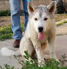 Adopt a husky minnesota is an all volunteer nonprofit 501(c)3 breed specific rescue dedicated to the welfare of displaced siberian huskies and is committed to providing the highest level of care through fostering, rehabilitation, medical care, extensive breed education to not only adopters but the general public and ultimately proper placement into a forever home. Shadow Husky Rescue Inc