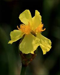 Image result for Xyris