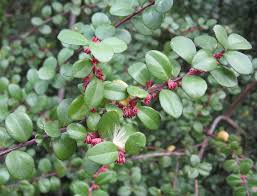 Image result for Myrothamnaceae