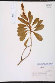 Image result for Landolphia cuneifolia