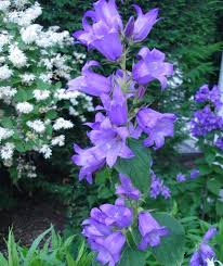 Campanula Latifolia Var Macrantha Beautiful Flowers Plants Messy Garden