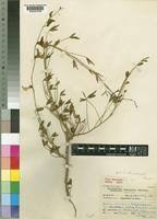 Image result for Crotalaria pallidicaulis