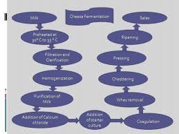 Cheese Fermentation And Its Details General Microscience