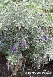 The second in my series about growing texas mountain laurel (sophora secundiflora). Plant This Silver Peso Texas Mountain Laurel Shines In Spring Digging