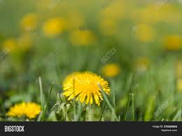 If you're new to flower growing or you've dabbled for a little while and now you're ready to get serious, spending a little time getting plus excited about making a lot of floral arrangements to give to cancer victims people that are down and out and need a smile i love your story and your passion for florets. Dandelions Growing Image Photo Free Trial Bigstock