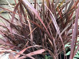 Insects such as cabbage worms, cutworms, snails, and slugs can ruin young cabbage leaves. Cordyline Australis Purpurea Purple Cabbage Tree Or Palm 75mm Pot Brenlissa Online Nursery