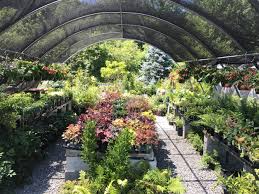 Many plants that thrive in shade gardens also prefer moist conditions and soil, and thus make beautiful choices for surrounding an outdoor fountain or other water source. New Leaf Garden Market