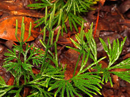 Image result for Lycopodiaceae