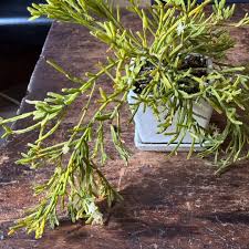 Image result for Rhipsalis