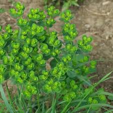 Wie kann ich unkraut im garten vorbeugen? Unkraut Bestimmen