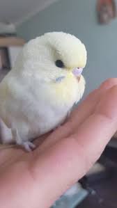 We get new shipments monthly. Birds For Sale Near Me Petfinder
