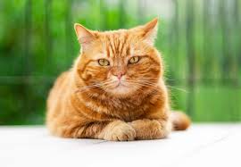 Did you know that the ratio of orange tabbies is 80:20 male cats to female cats? Are Orange Cats More Friendly And Intelligent Etcpets