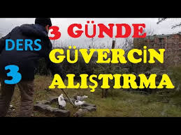 Uc Gunde Guvercin Kumese Nasil Alistirilir 3 Gun Youtube