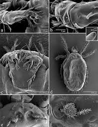 One of two species, the other being leptotrombidium deliensis ( t. A Contribution To The Knowledge Of Quadraseta Brasiliensis Goff And Gettinger 1989 Trombidiformes Trombiculidae With Description Of The Deutonymph Instar Jacinavicius F C Acarologia