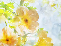 Flowery wallpaper pretty phone wallpaper flower phone wallpaper hello kitty wallpaper pattern wallpaper iphone wallpaper backgrounds girly wallpaper backgrounds cool wallpapers for phones. 70 Summer Flower Backgrounds On Wallpapersafari