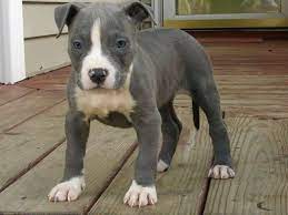 Pin By Nick Coker On Droolers American Staffordshire Terrier Puppies Puppies Baby Dogs