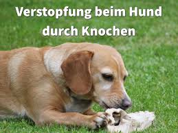 Ein hund mit blutigem stuhl sollte schnellstmöglich dem tierarzt vorgestellt werden, um der ursache schnell entgegenzuwirken. Verstopfung Beim Hund Durch Knochen Was Tun Bei Knochenkot