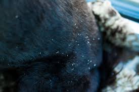 Image result for what do Cheyletiella look like in dog fur