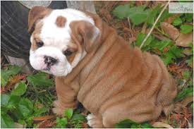 French bulldogs pups must be monitored for the first few weeks. English Bulldog Puppies For Sale Under 1000