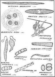 12 Best Pond Project Images Microbiology Microscopic